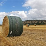 Barn-Quality Hay