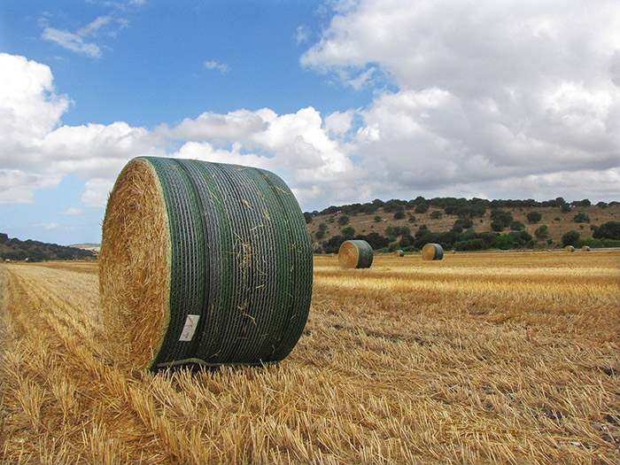 Barn-Quality Hay