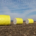 Cotton Bales