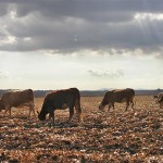Grazing beef cattle