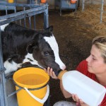 Dairy Farm