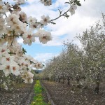 Almond orchards