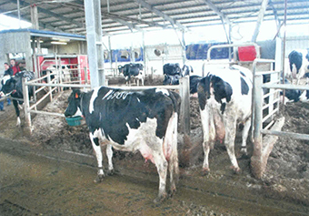 Tama Dairy farm